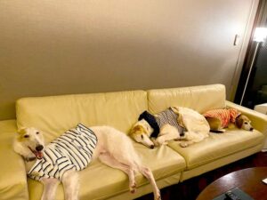 ペットもリラックス、家族の時間として刻まれるひととき